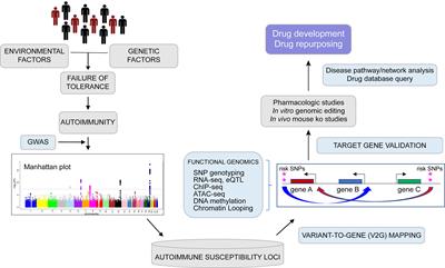 Variant to Gene Mapping to Discover New Targets for Immune Tolerance